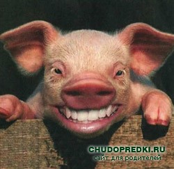 Анекдоты про свиной грипп