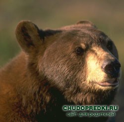 стихи про медведя