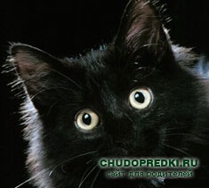 суеверия про кота и кошку
