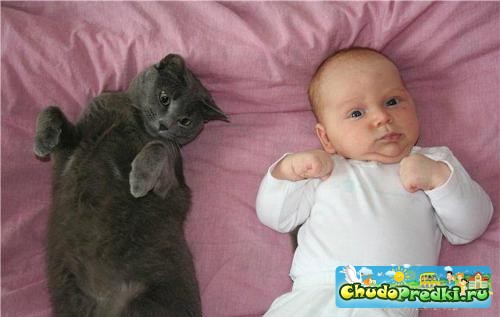 Новорожденный ребенок и кошка в доме