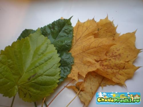 Осенний букет из разных листьев