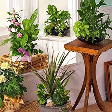 Как создать красивую композицию из комнатных растений