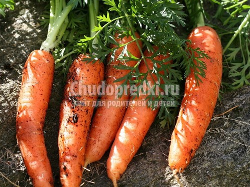Cалат из моркови на зиму