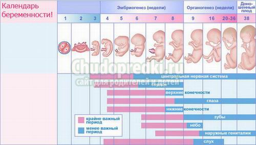 Календарь беременности по неделям - развитие плода и ощущения женщины в каждой стадии
