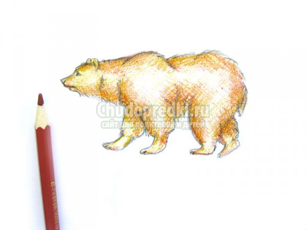 Как поэтапно нарисовать медведя
