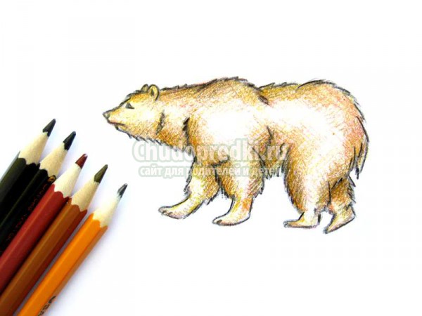 Как поэтапно нарисовать медведя