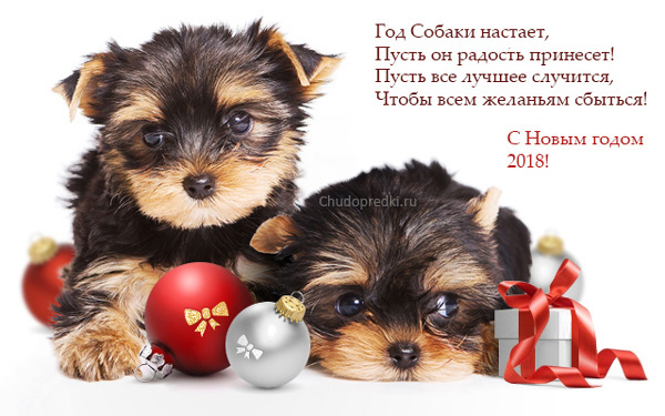 Картинки по запросу поздравление с годом собаки