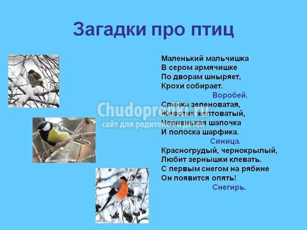 Загадки про птиц для детей