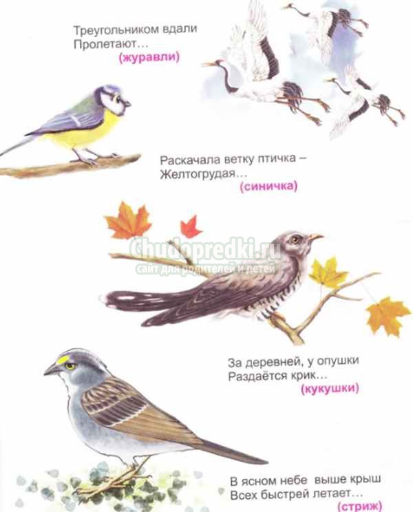 Загадки про птиц для детей