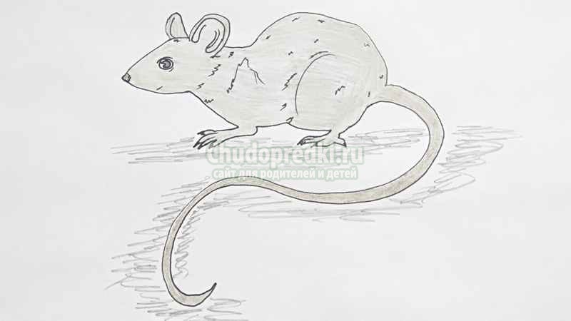 Как нарисовать мышь
