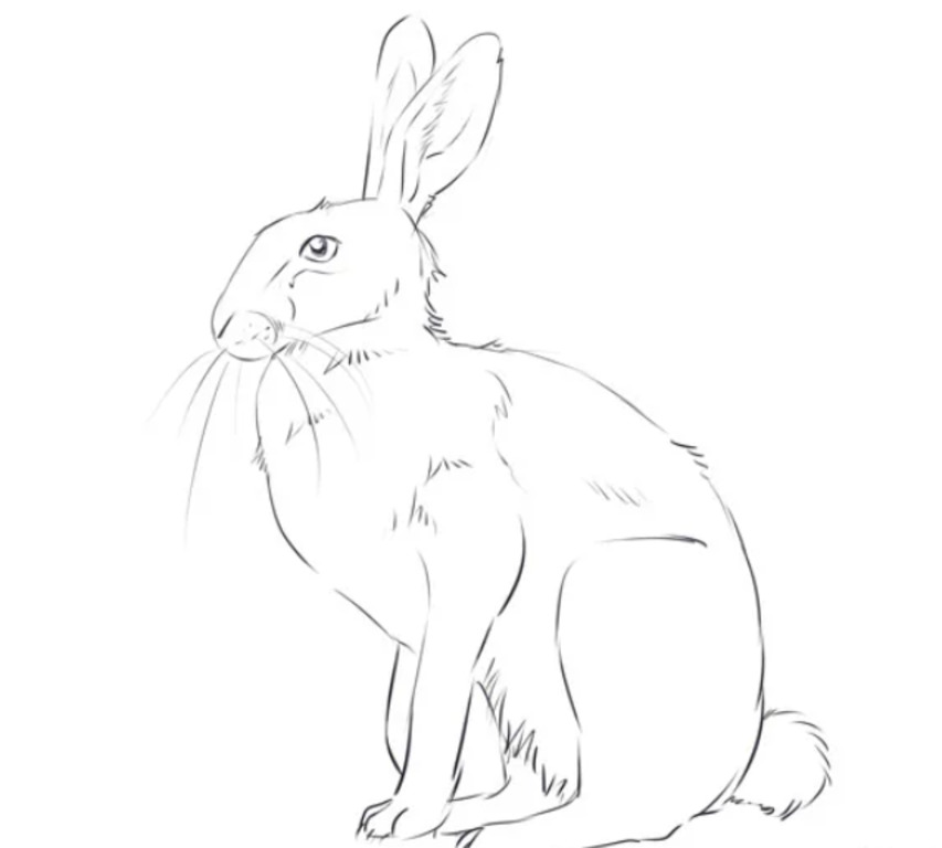 Как нарисовать сидящего зайца карандашом поэтапно
