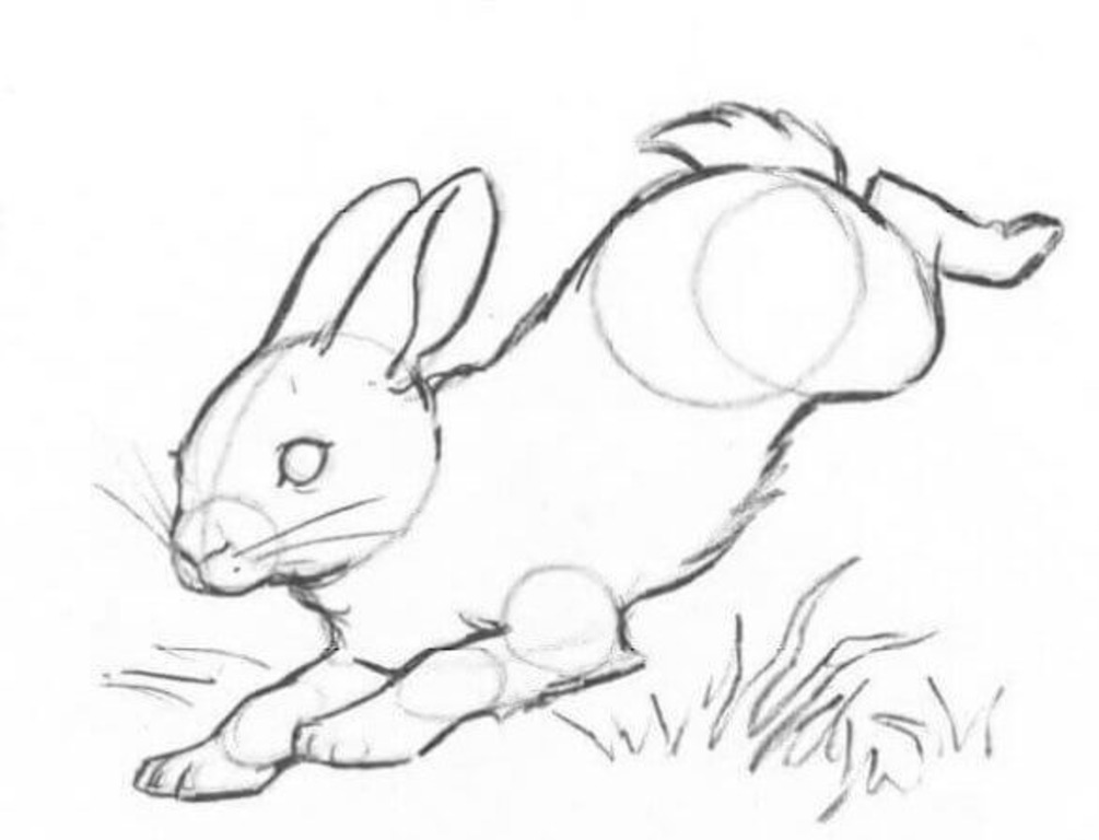 Как нарисовать зайца в беге поэтапно