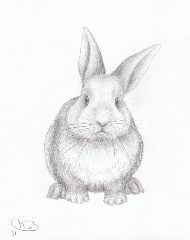 Фото рисунков зайца